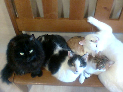 Dinky, Raspa, Blacky, Tito