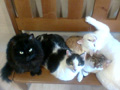 Dinky, Raspa, Blacky, Tito